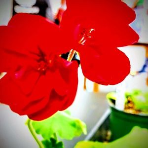 Meet your Posher, Annie